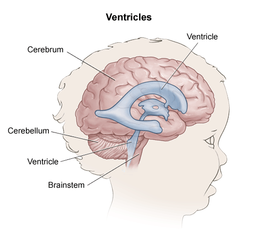 Diagram of child's brain, with title of Ventricles. Ventricle, cerebrum and cerebellum, ventricle and brainstem all labelled.